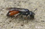 Pantserbloedbij (Sphecodes gibbus)