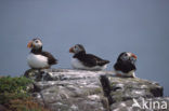 Atlantic Puffin (Fratercula arctica)