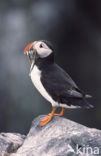 Atlantic Puffin (Fratercula arctica)