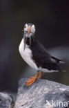 Atlantic Puffin (Fratercula arctica)