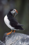 Atlantic Puffin (Fratercula arctica)