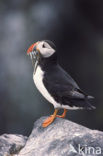 Atlantic Puffin (Fratercula arctica)