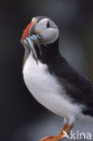 Atlantic Puffin (Fratercula arctica)