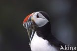 Atlantic Puffin (Fratercula arctica)