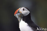 Atlantic Puffin (Fratercula arctica)
