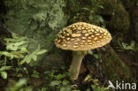The Blusher (Amanita rubescens)
