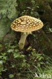 The Blusher (Amanita rubescens)