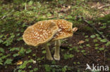 The Blusher (Amanita rubescens)