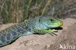 Jewelled lacerta (Lacerta lepida)