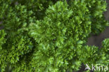 Peterselie (Petroselinum crispum 