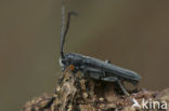 Phytoecia cylindrica