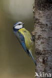 Blue Tit (Parus caeruleus)