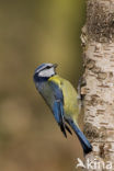 Blue Tit (Parus caeruleus)