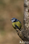 Blue Tit (Parus caeruleus)