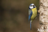 Blue Tit (Parus caeruleus)