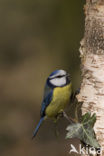Blue Tit (Parus caeruleus)
