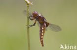 Platbuik (Libellula depressa)