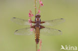 Broad-bodied Chaser (Libellula depressa)