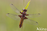 Platbuik (Libellula depressa)