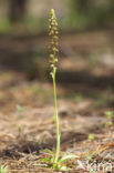 Poppenorchis (Aceras anthropophorum) 