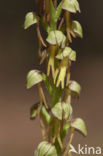 Poppenorchis (Aceras anthropophorum) 