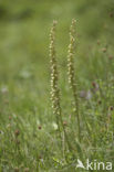 Man Orchid (Aceras anthropophorum)