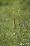 Poppenorchis (Aceras anthropophorum) 