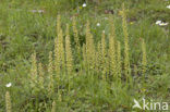 Man Orchid (Aceras anthropophorum)