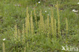 Poppenorchis (Aceras anthropophorum) 