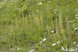 Man Orchid (Aceras anthropophorum)