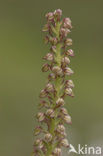 Man Orchid (Aceras anthropophorum)