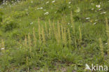Man Orchid (Aceras anthropophorum)