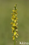 Poppenorchis (Aceras anthropophorum) 