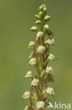 Man Orchid (Aceras anthropophorum)