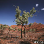 Port Hedland