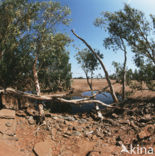 Port Hedland