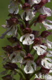 Lady Orchid (Orchis purpurea)