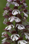 Lady Orchid (Orchis purpurea)