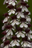 Lady Orchid (Orchis purpurea)
