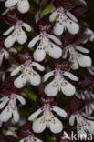 Lady Orchid (Orchis purpurea)