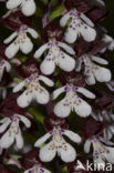 Purperorchis