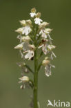 Lady Orchid (Orchis purpurea)