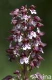 Lady Orchid (Orchis purpurea)