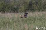 Purperreiger (Ardea purpurea) 