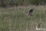 Purperreiger (Ardea purpurea) 