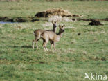 Ree (Capreolus capreolus)