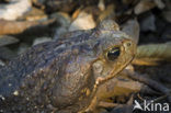 Giant Toad (Bufo marinus)