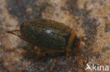 Rhantus exsoletus