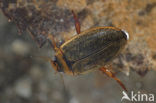 Rhantus exsoletus