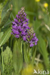 Rietorchis (Dactylorhiza praetermissa)